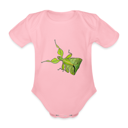 Baby Body kurz Phyllium philippinicum female - Hellrosa