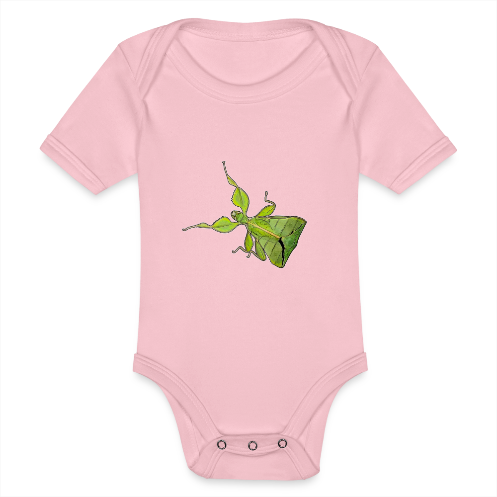 Baby Body kurz Phyllium philippinicum female - Hellrosa