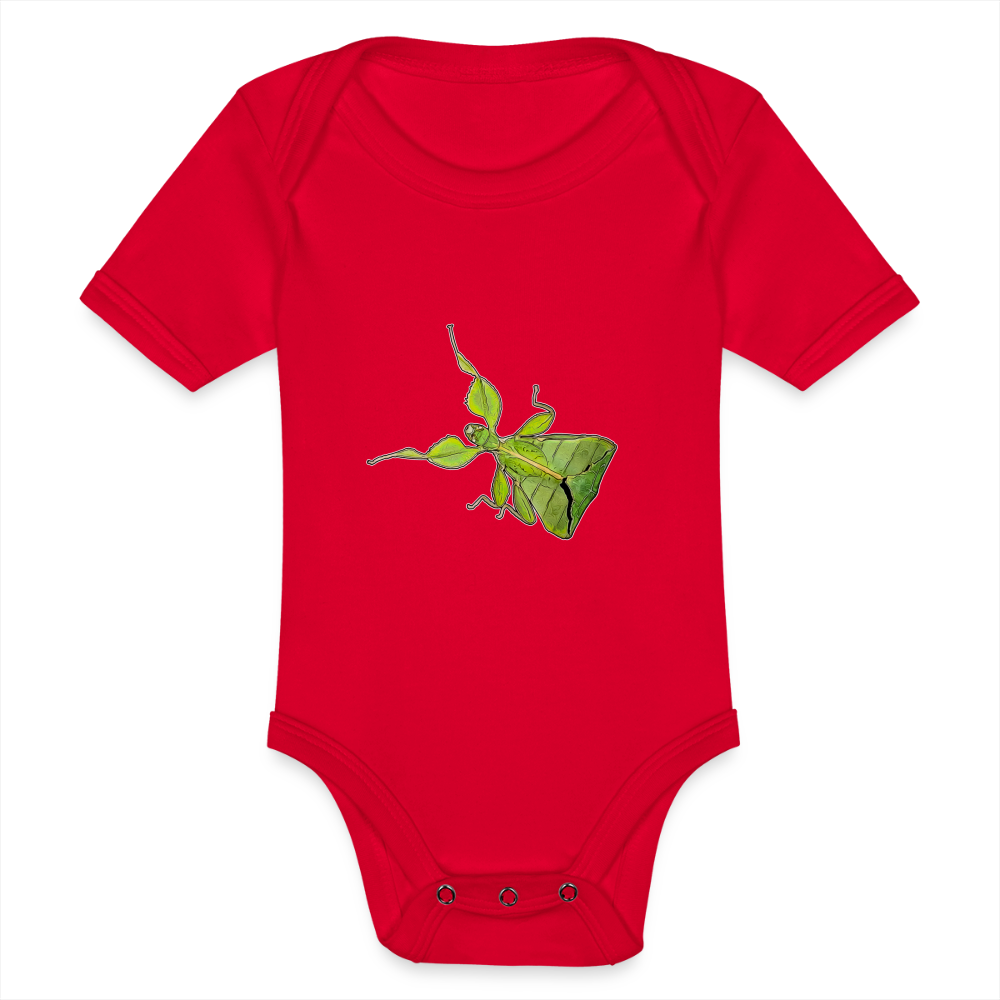 Baby Body kurz Phyllium philippinicum female - Rot