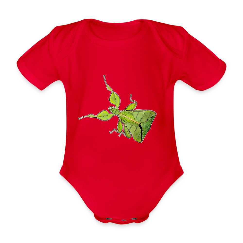 Baby Body kurz Phyllium philippinicum female - Rot