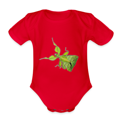 Baby Body kurz Phyllium philippinicum female - Rot