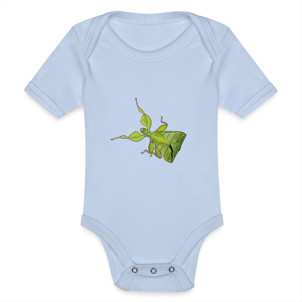 Baby Body kurz Phyllium philippinicum female - Sky