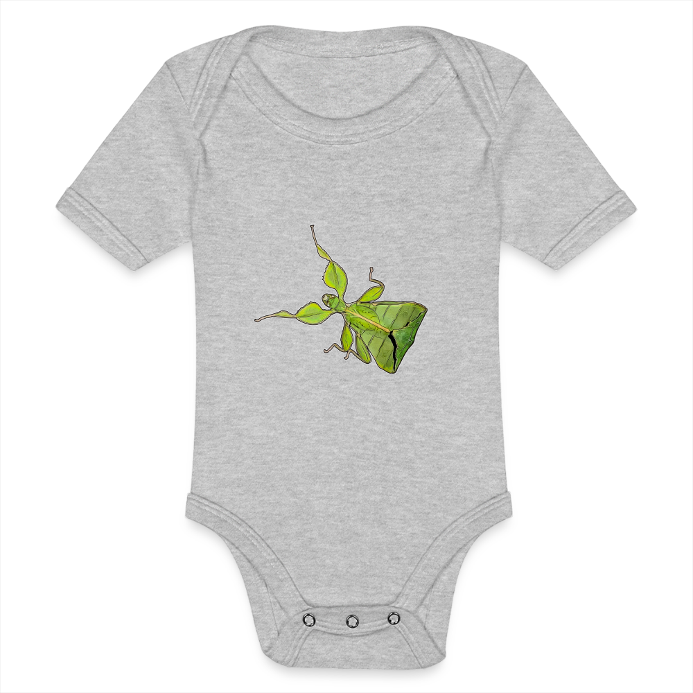 Baby Body kurz Phyllium philippinicum female - Grau meliert