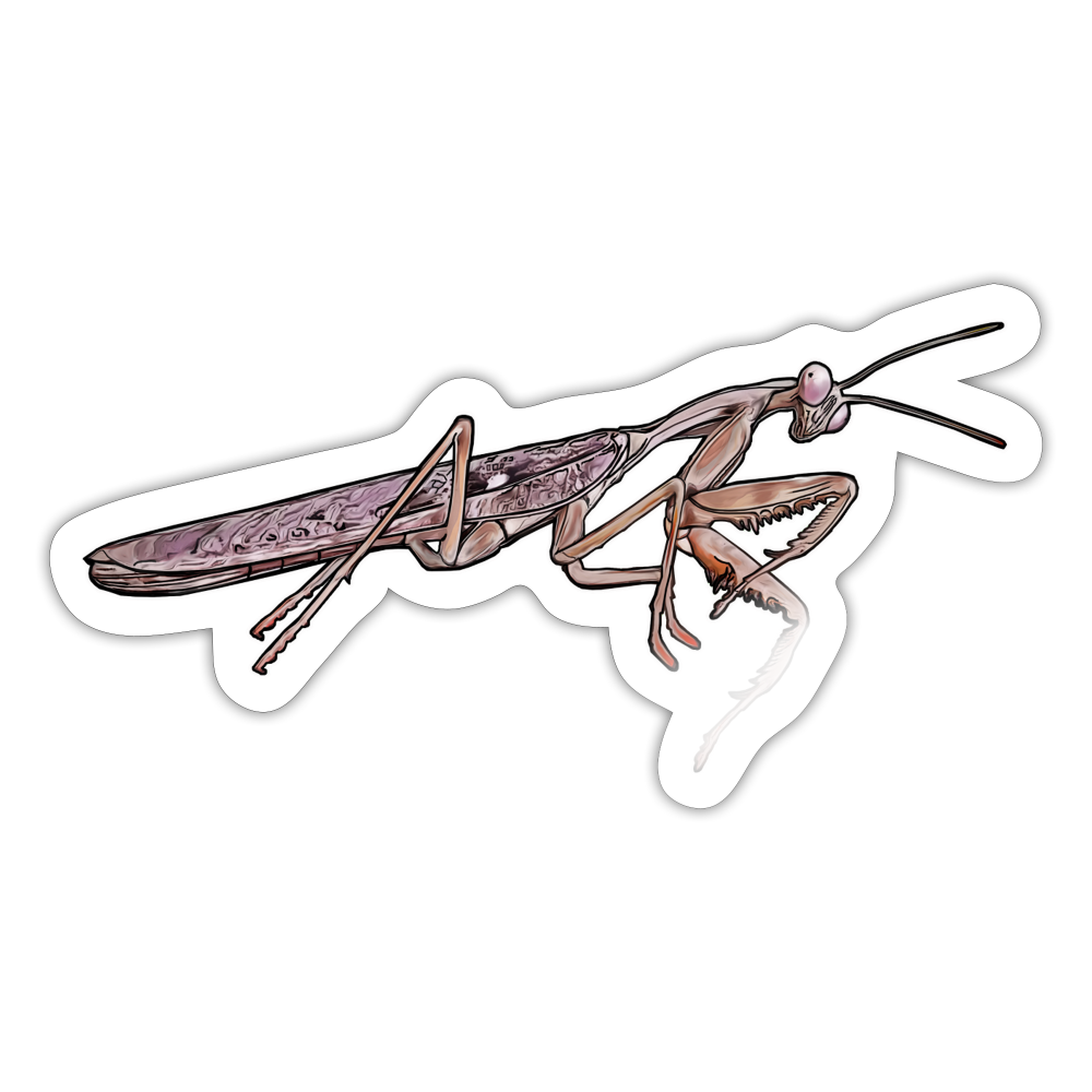 Sticker Rhombodera kirbyi male - Weiß glänzend