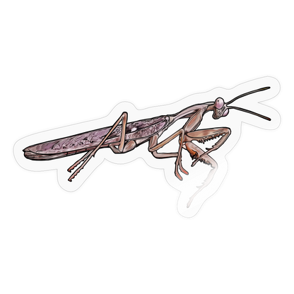 Sticker Rhombodera kirbyi male - Transparent glänzend