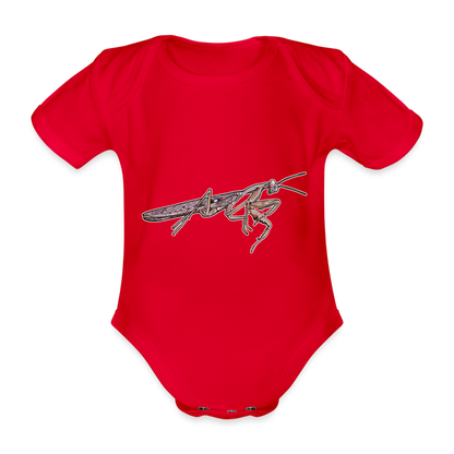 Baby Body kurz Rhombodera kirbyi Male - Rot