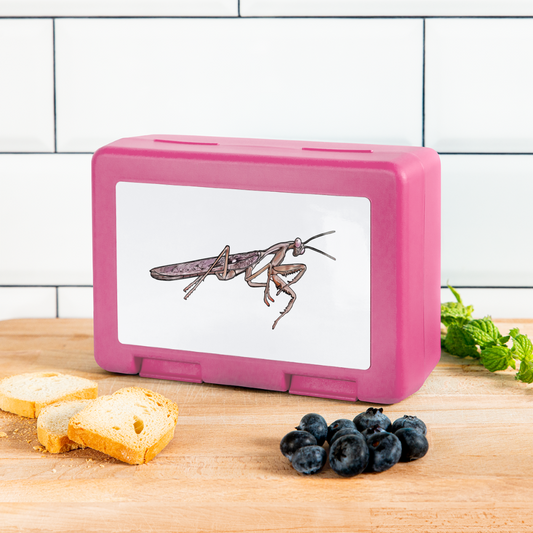 Lunchbox Rhombodera kirbyi male - Pink