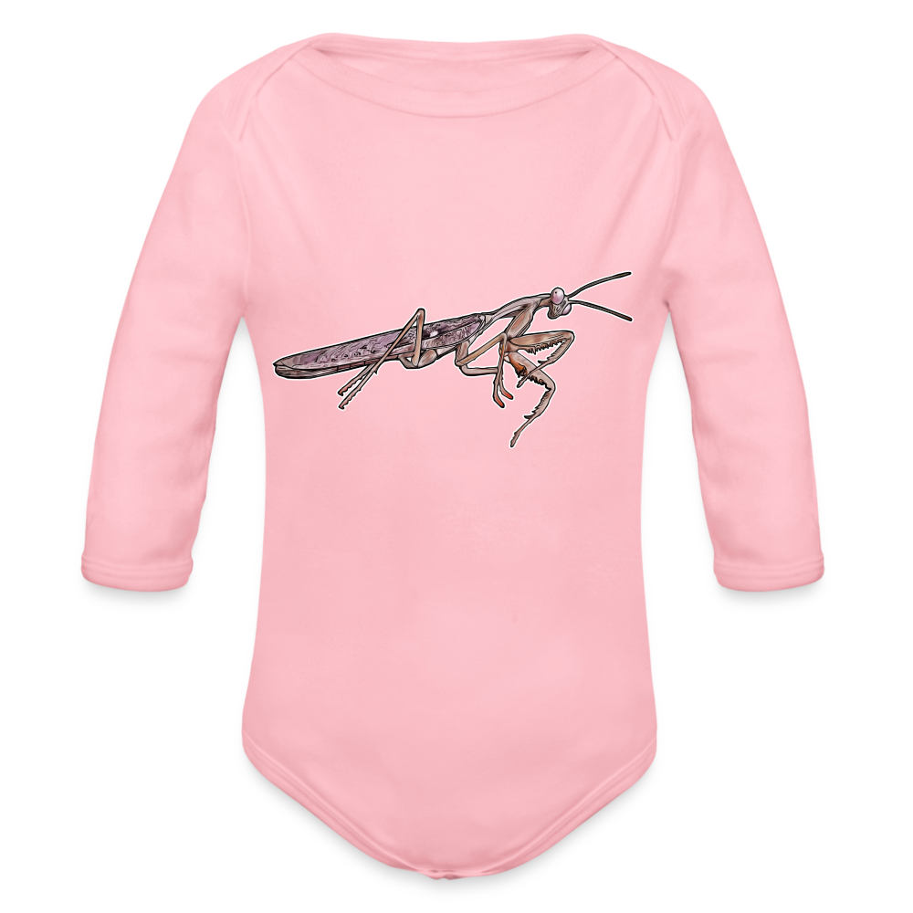 Baby Body lang Rhombodera kirbyi male - Hellrosa