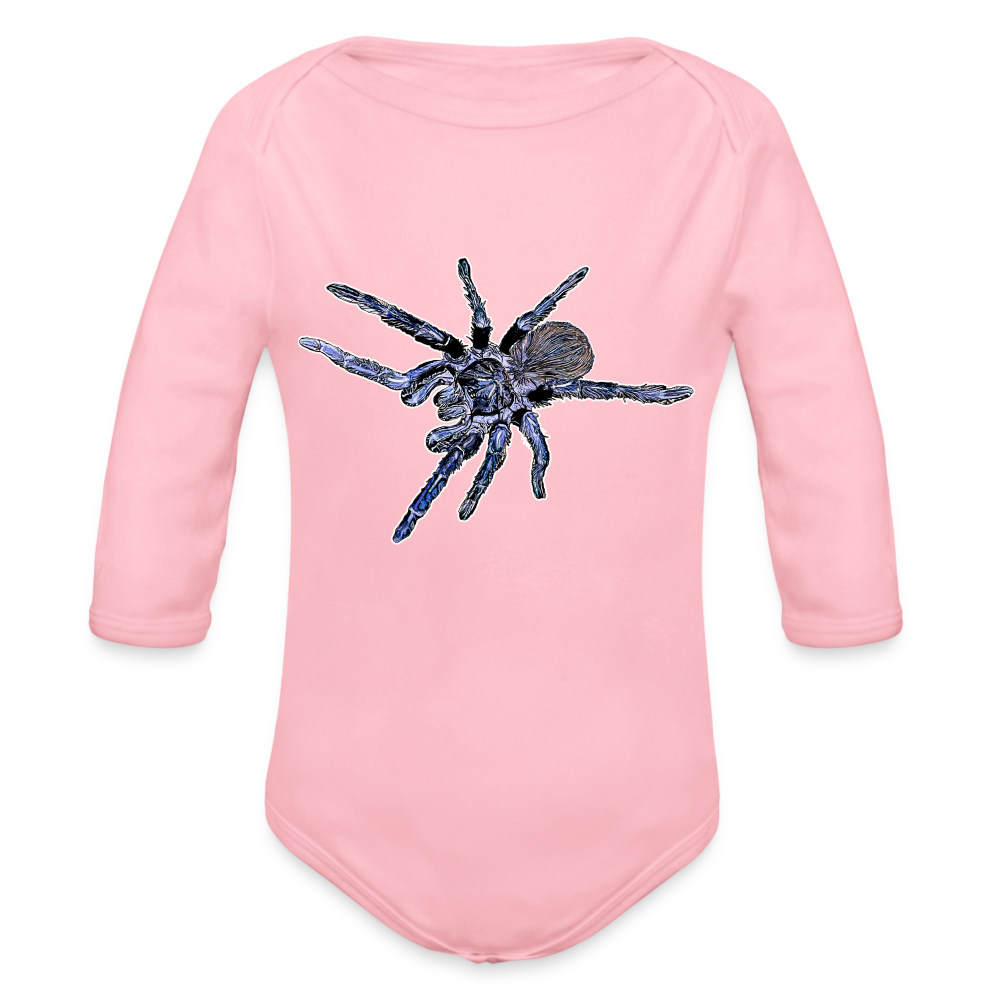 Baby Body lang Pterinopelma sazimai - Hellrosa