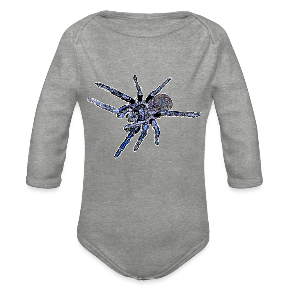 Baby Body lang Pterinopelma sazimai - Grau meliert