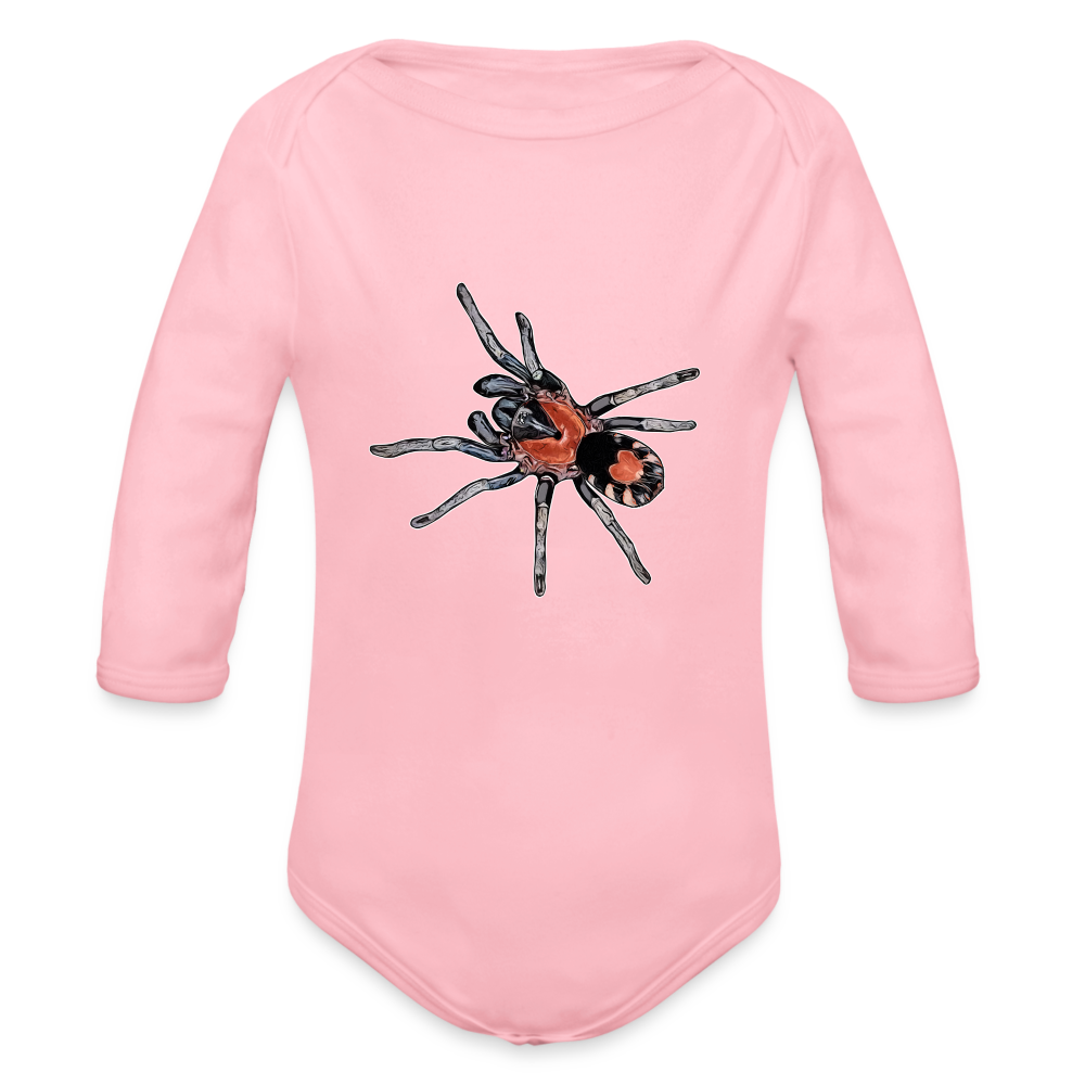 Baby Body lang Cyriocosmus elegans - Hellrosa