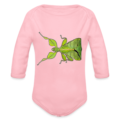 Baby Body lang Phyllium philippinicum female - Hellrosa