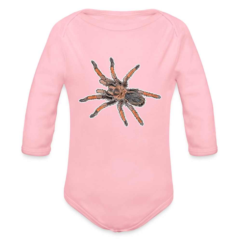 Baby Body lang Brachypelma emilia - Hellrosa