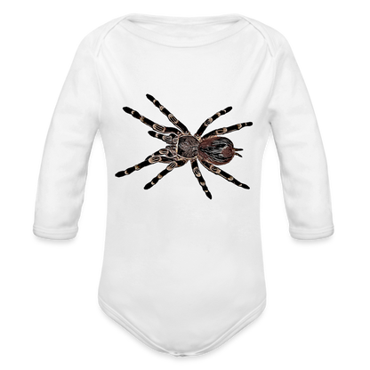 Baby Body lang Acanthoscurria geniculata - weiß