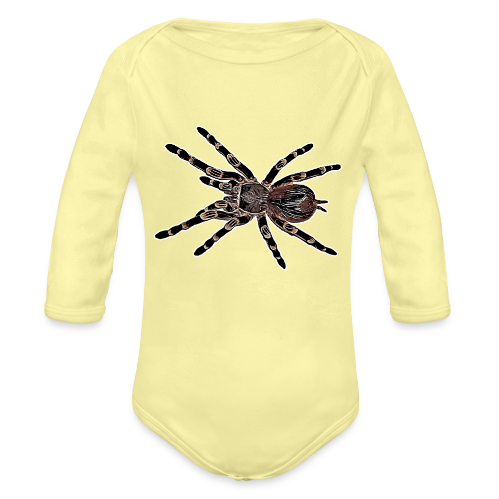 Baby Body lang Acanthoscurria geniculata - Hellgelb