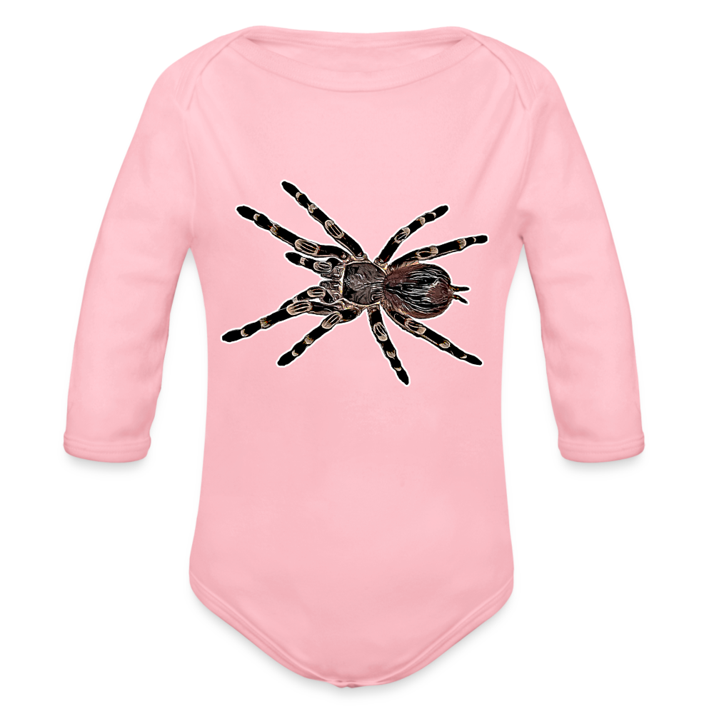 Baby Body lang Acanthoscurria geniculata - Hellrosa