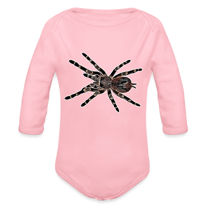 Baby Body lang Acanthoscurria geniculata - Hellrosa