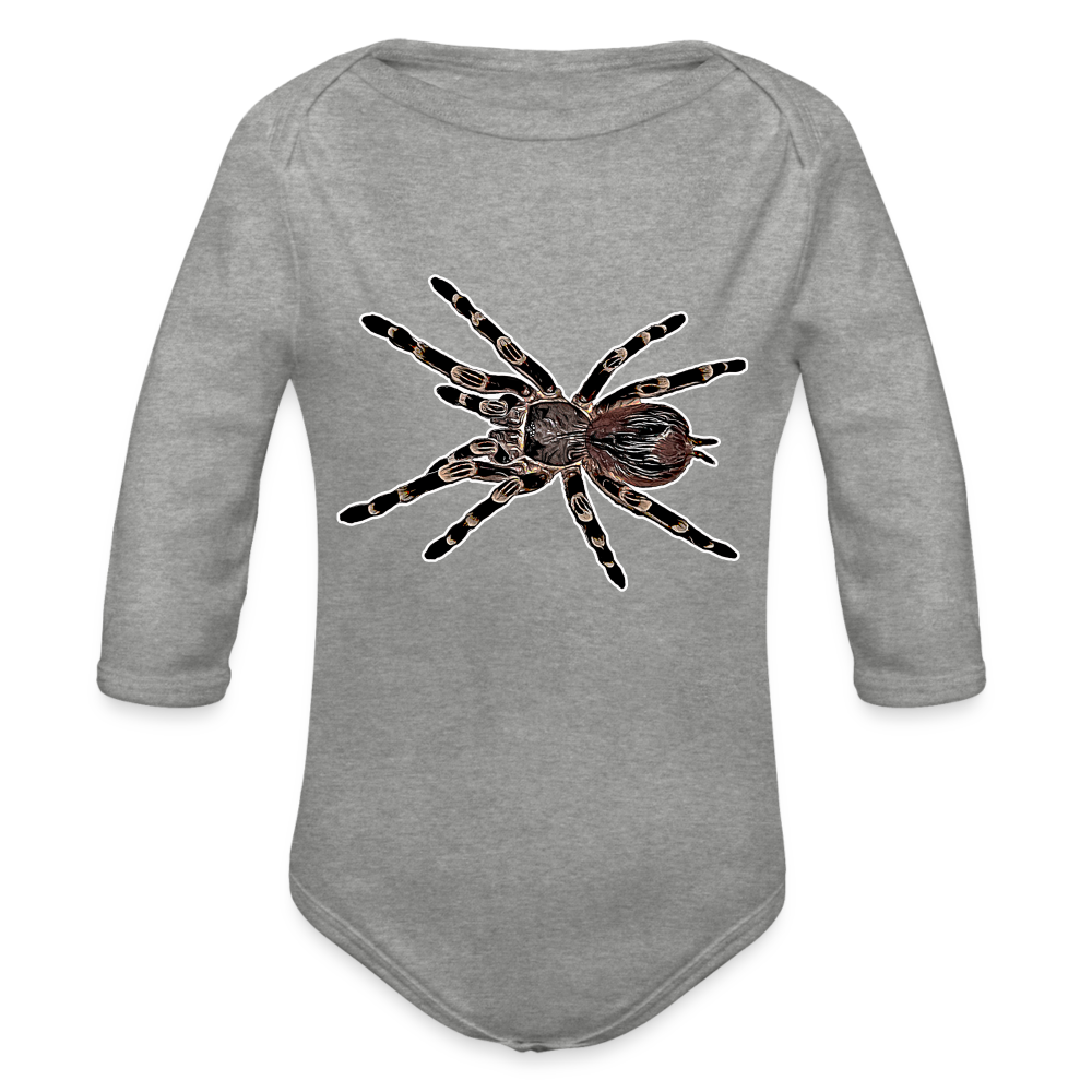 Baby Body lang Acanthoscurria geniculata - Grau meliert