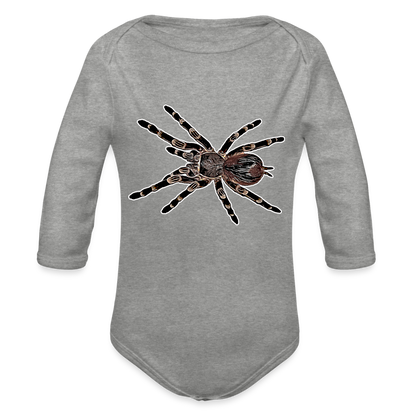 Baby Body lang Acanthoscurria geniculata - Grau meliert