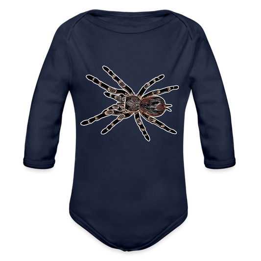 Baby Body lang Acanthoscurria geniculata - Dunkelnavy