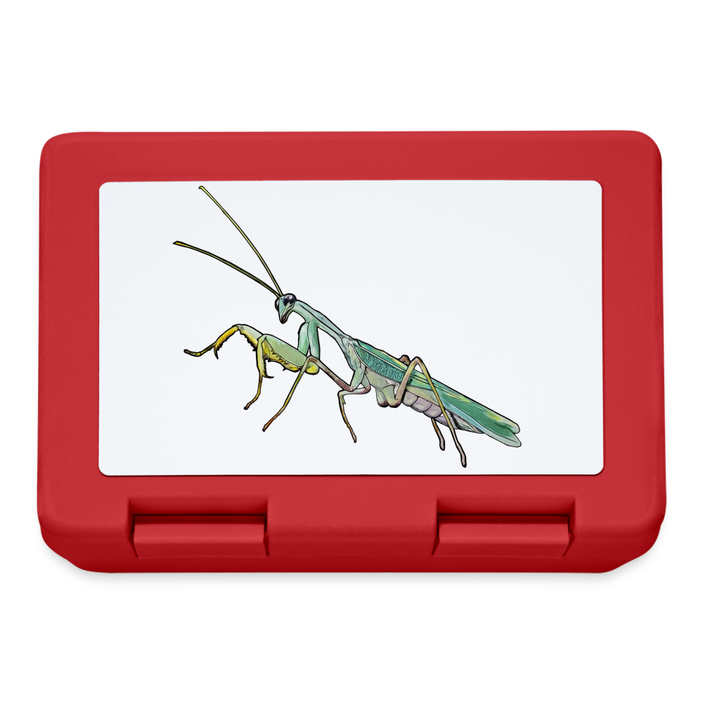 Lunchbox Sphodromantis lineola male - Rot