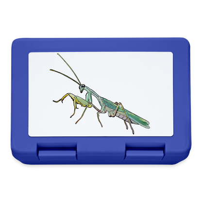 Lunchbox Sphodromantis lineola male - Royalblau