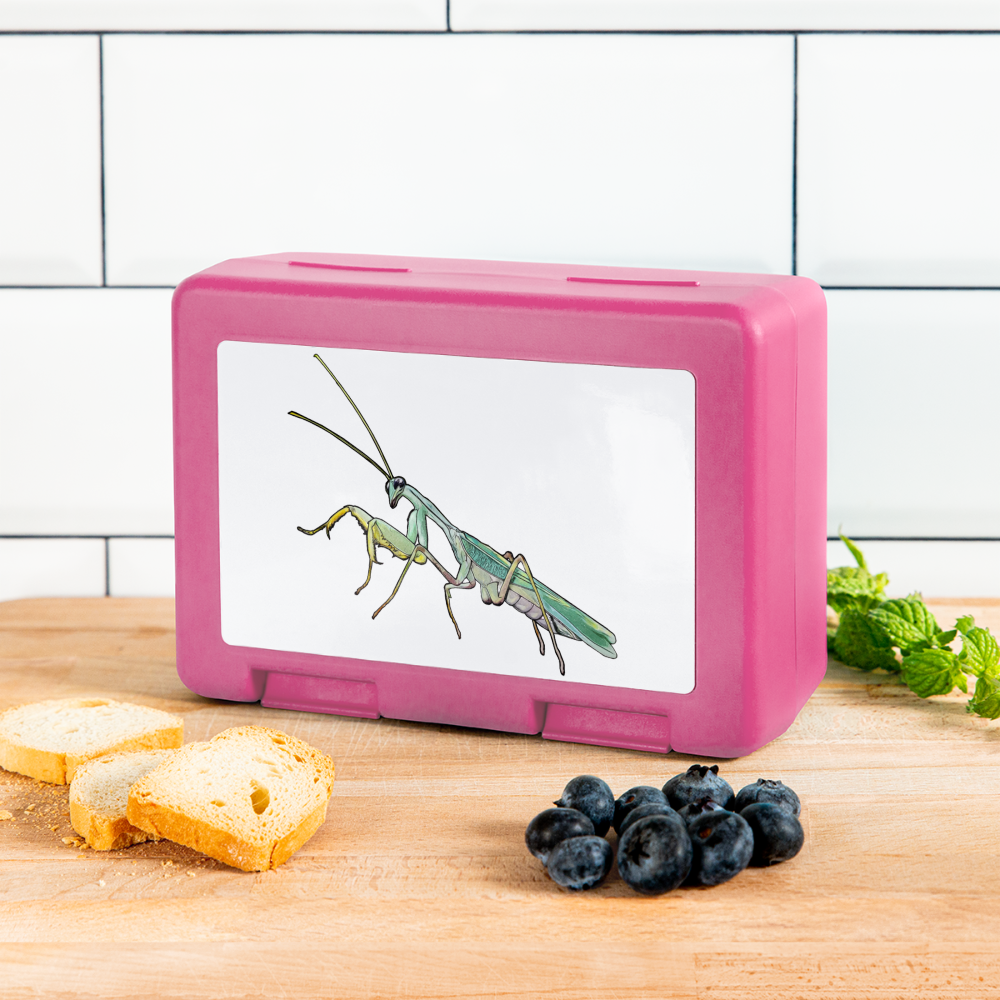 Lunchbox Sphodromantis lineola male - Pink