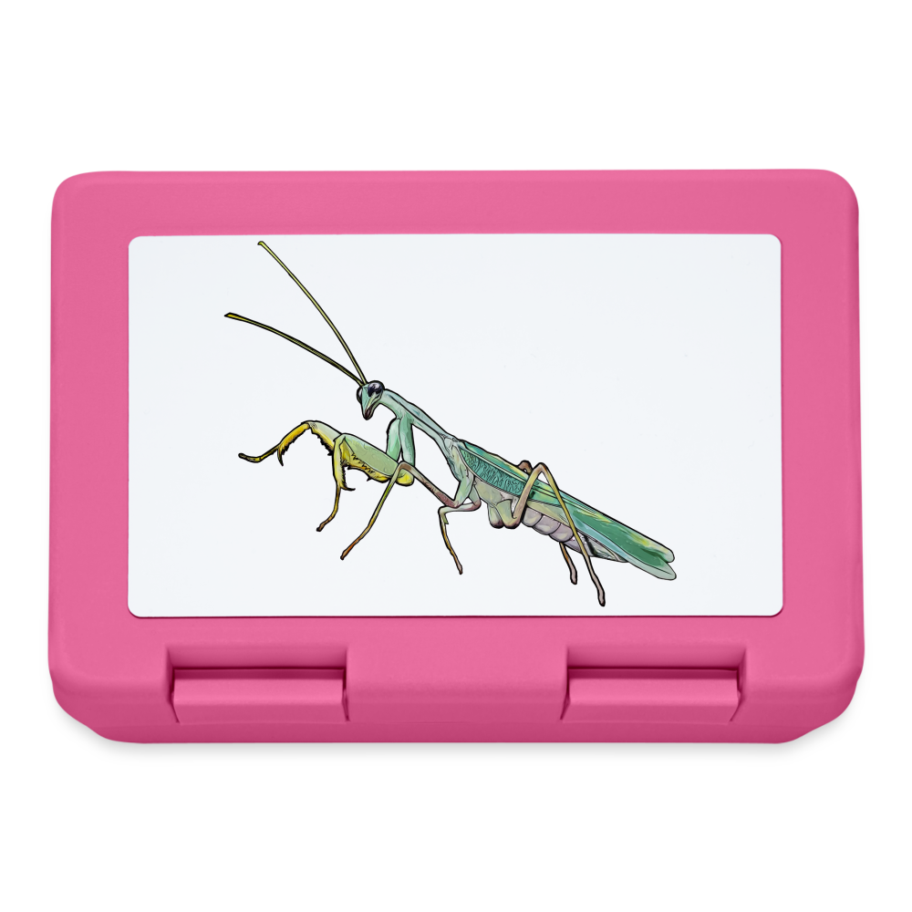 Lunchbox Sphodromantis lineola male - Pink