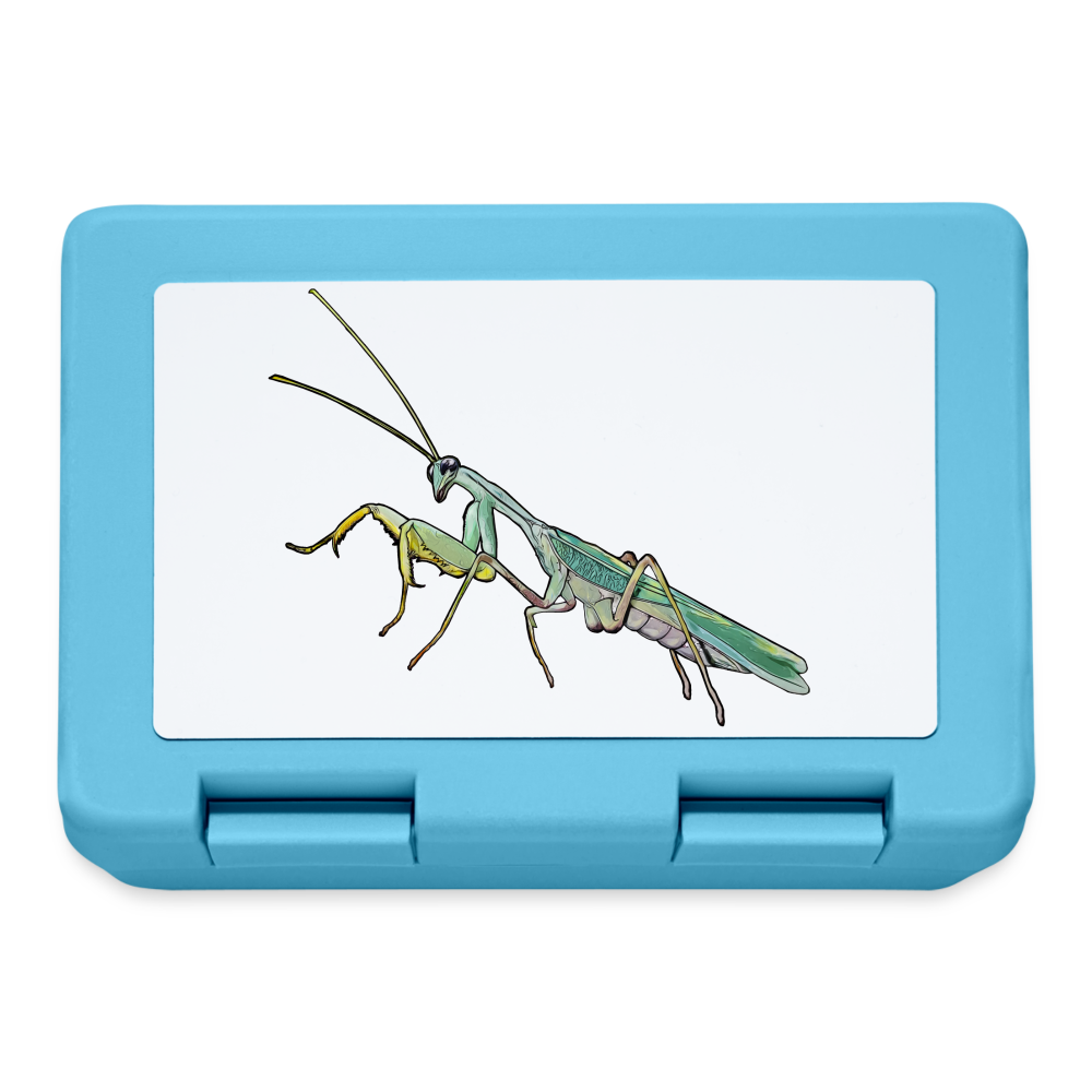 Lunchbox Sphodromantis lineola male - Saphirblau