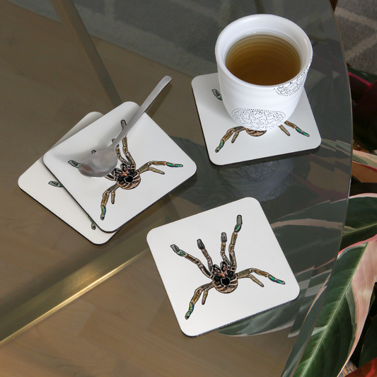 Untersetzer 4er Set Pterinochilus murinus tcf - weiß