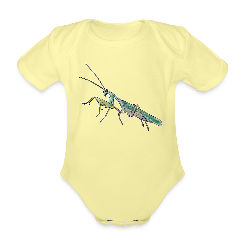 Baby Body kurz Sphodromantis lineola male - Hellgelb