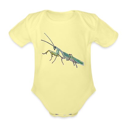 Baby Body kurz Sphodromantis lineola male - Hellgelb