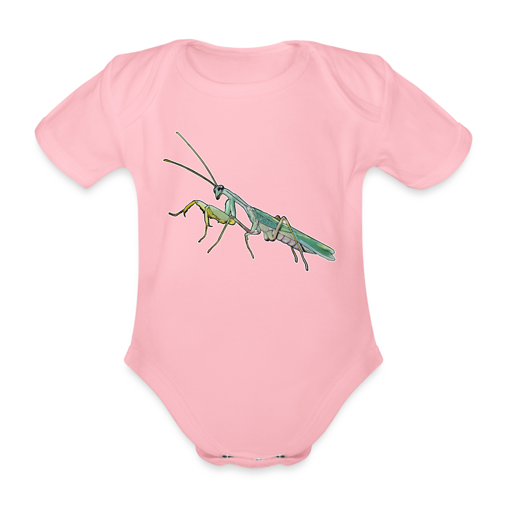 Baby Body kurz Sphodromantis lineola male - Hellrosa