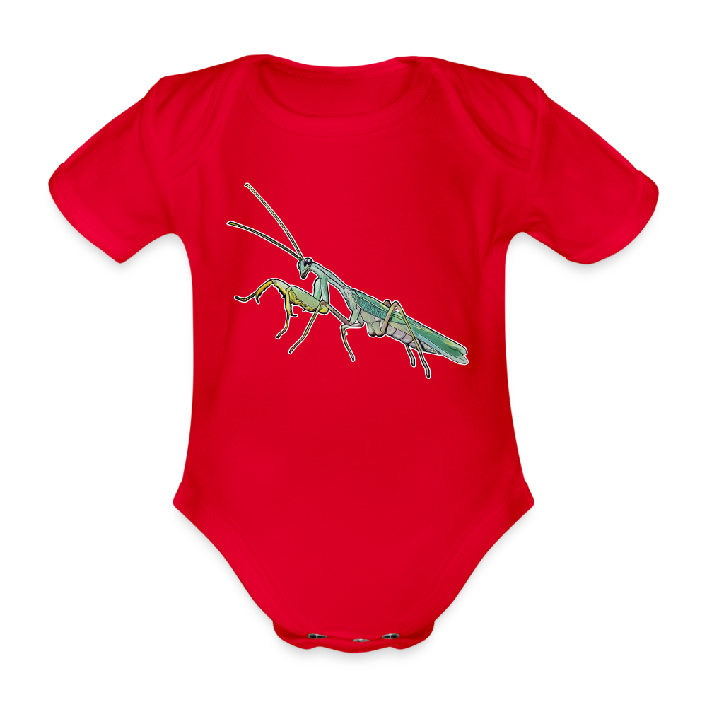Baby Body kurz Sphodromantis lineola male - Rot