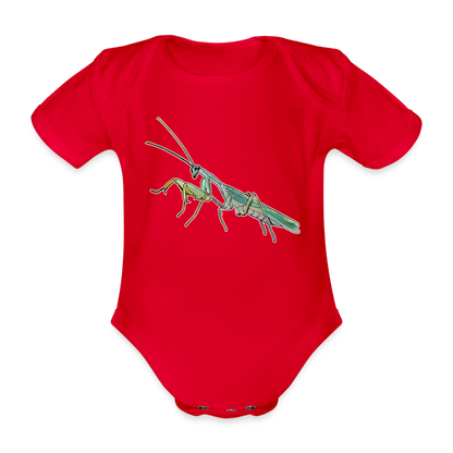 Baby Body kurz Sphodromantis lineola male - Rot