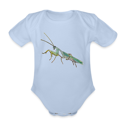 Baby Body kurz Sphodromantis lineola male - Sky