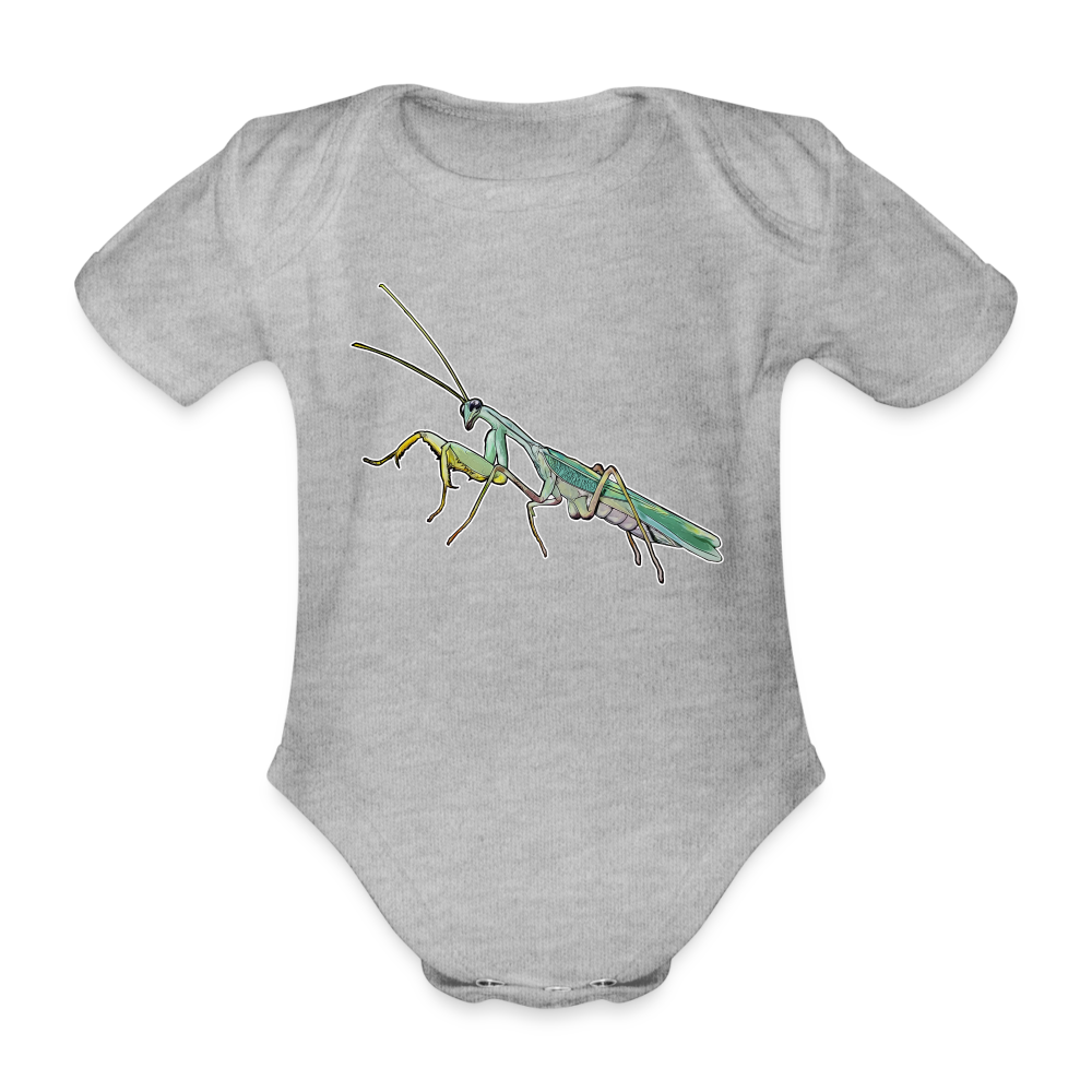 Baby Body kurz Sphodromantis lineola male - Grau meliert