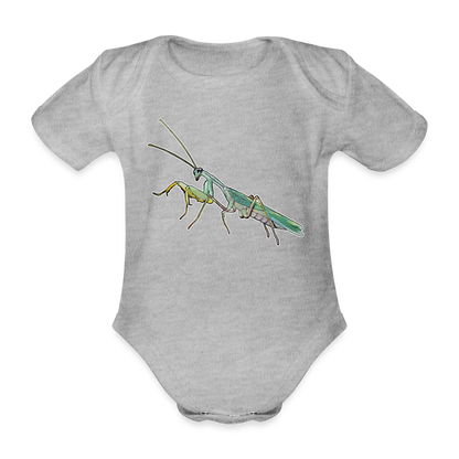Baby Body kurz Sphodromantis lineola male - Grau meliert