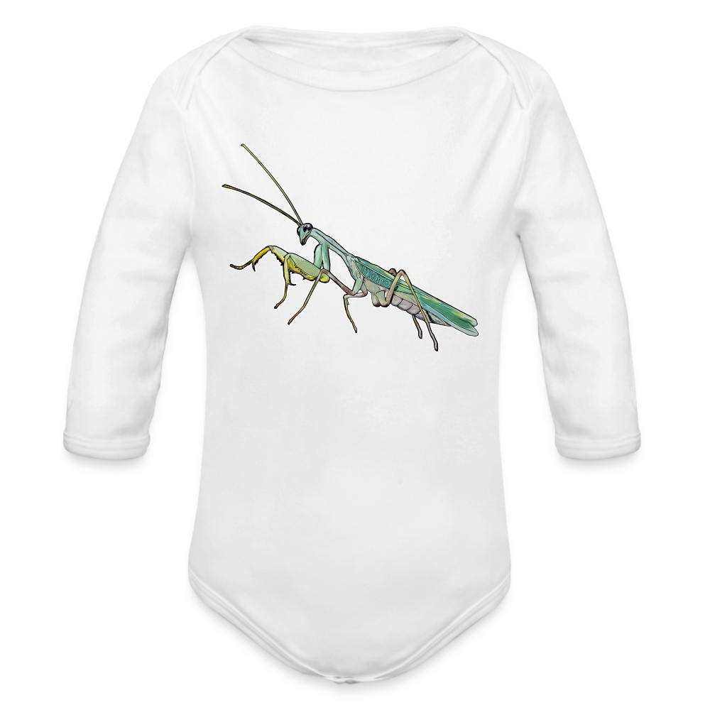 Baby Body lang Sphodromantis lineola male - weiß