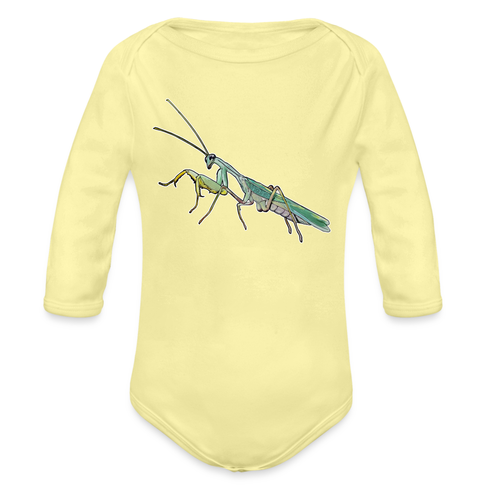 Baby Body lang Sphodromantis lineola male - Hellgelb