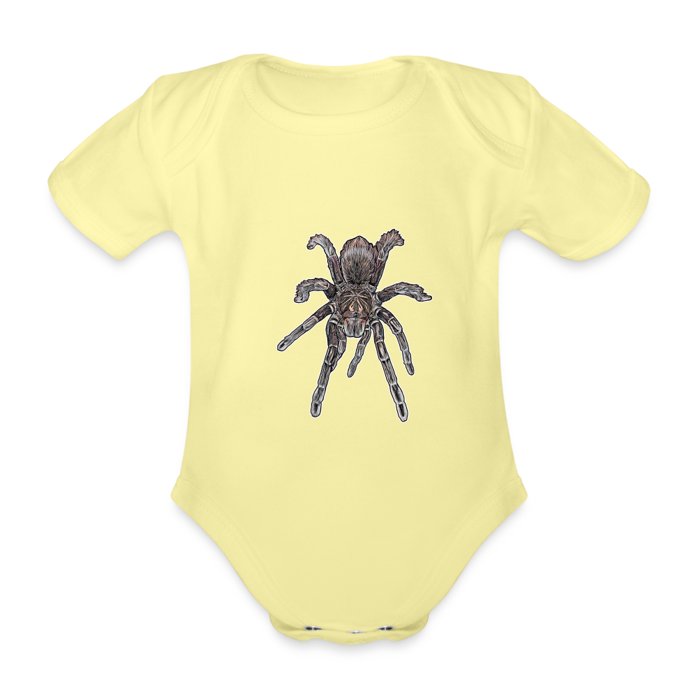 Baby Body kurz Pamphobeteus sp Machala juvenile - Hellgelb