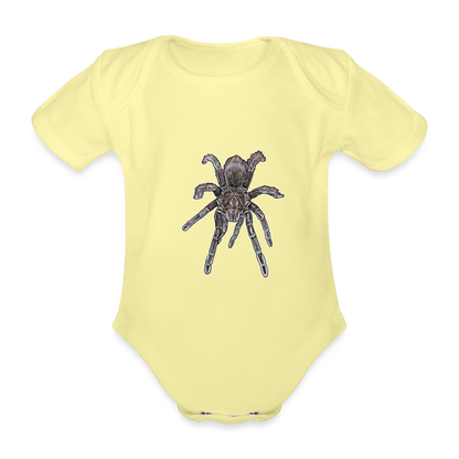 Baby Body kurz Pamphobeteus sp Machala juvenile - Hellgelb