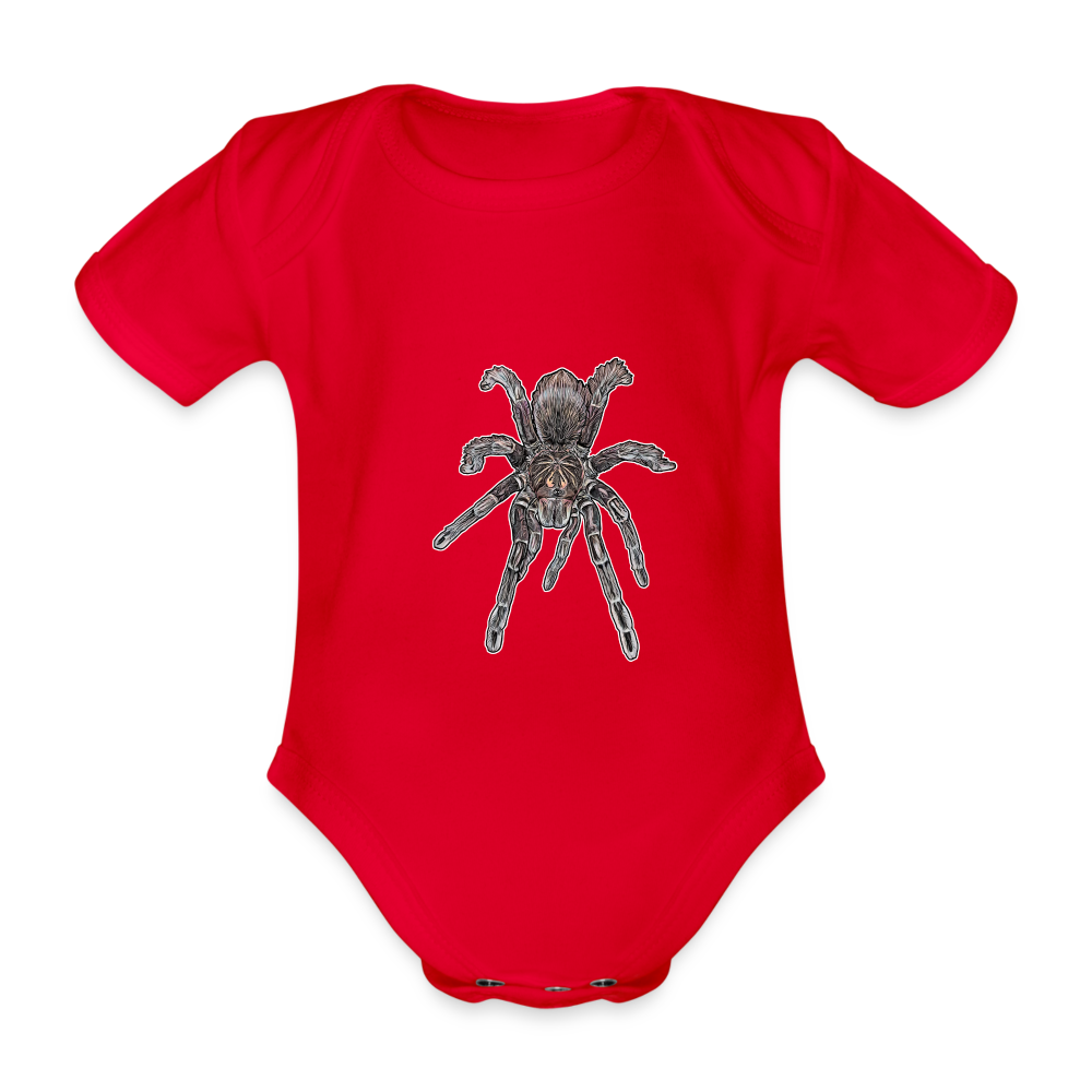 Baby Body kurz Pamphobeteus sp Machala juvenile - Rot