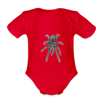 Baby Body kurz Pamphobeteus sp Machala juvenile - Rot