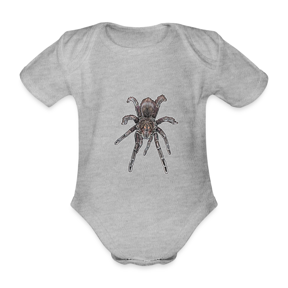 Baby Body kurz Pamphobeteus sp Machala juvenile - Grau meliert