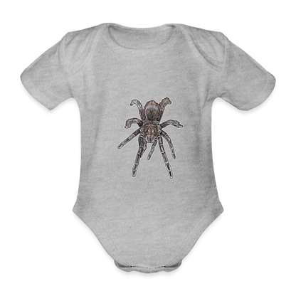 Baby Body kurz Pamphobeteus sp Machala juvenile - Grau meliert