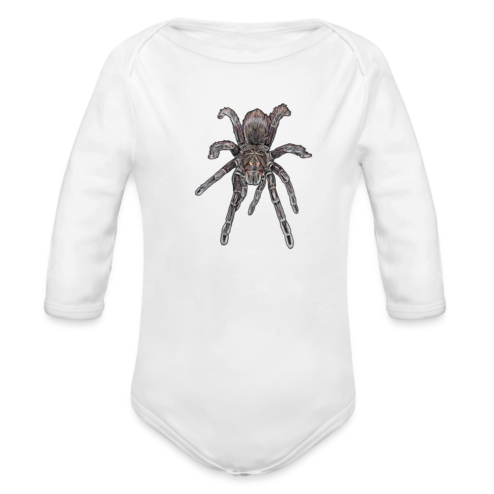 Baby Body lang Pamphobeteus sp Machala juvenile - weiß