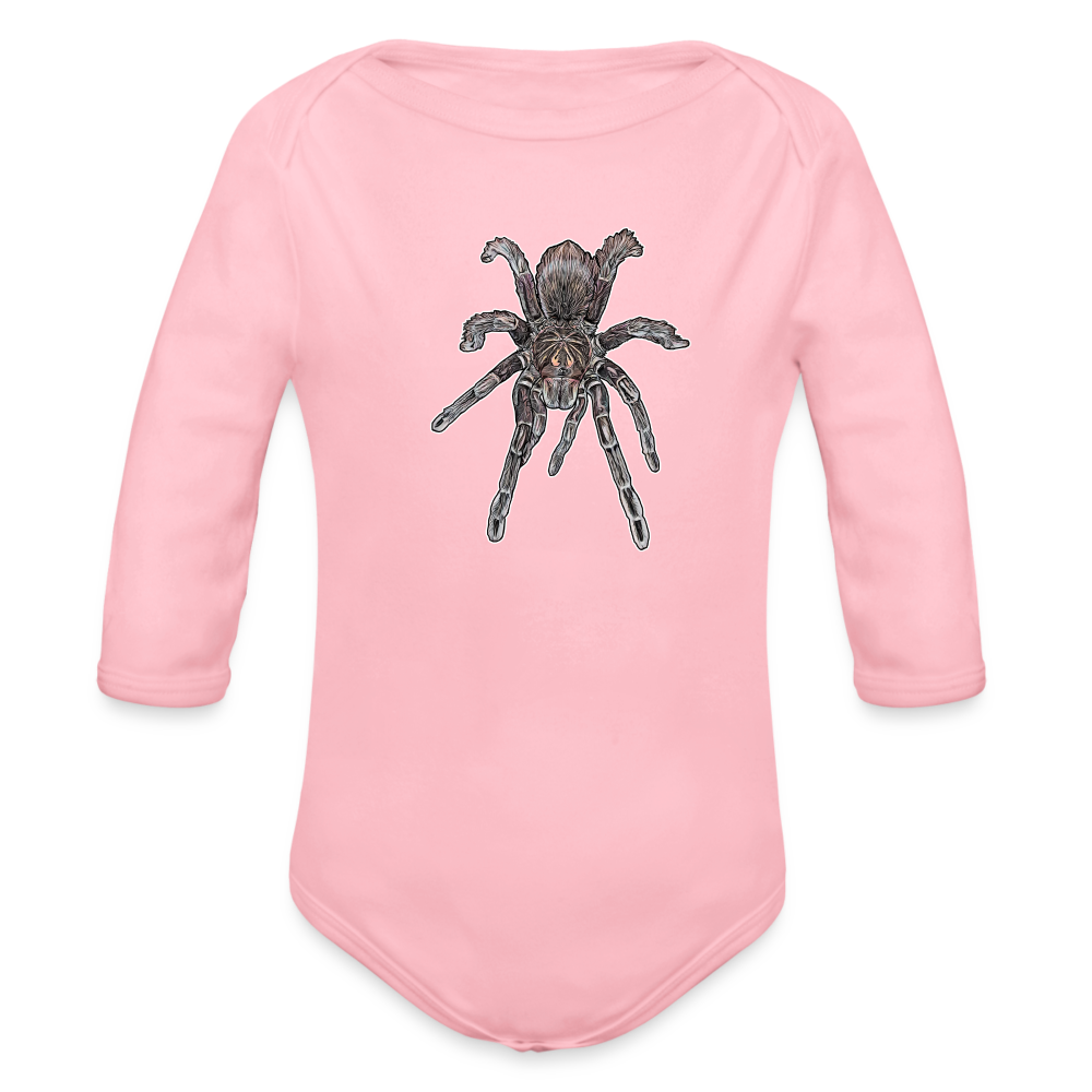 Baby Body lang Pamphobeteus sp Machala juvenile - Hellrosa