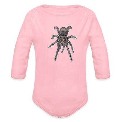 Baby Body lang Pamphobeteus sp Machala juvenile - Hellrosa