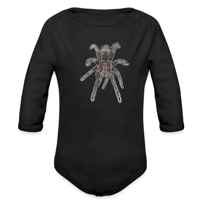 Baby Body lang Pamphobeteus sp Machala juvenile - Schwarz